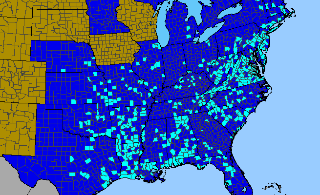 The range of Clematis terniflora